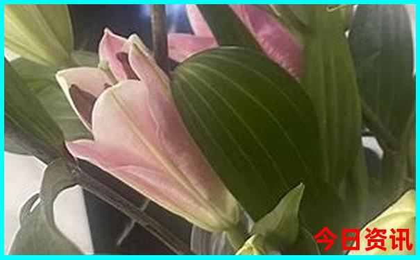 成都白天去哪里玩比较好